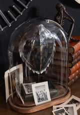 Faux Turtle Shell on Stand - Bow & Miller Interiors